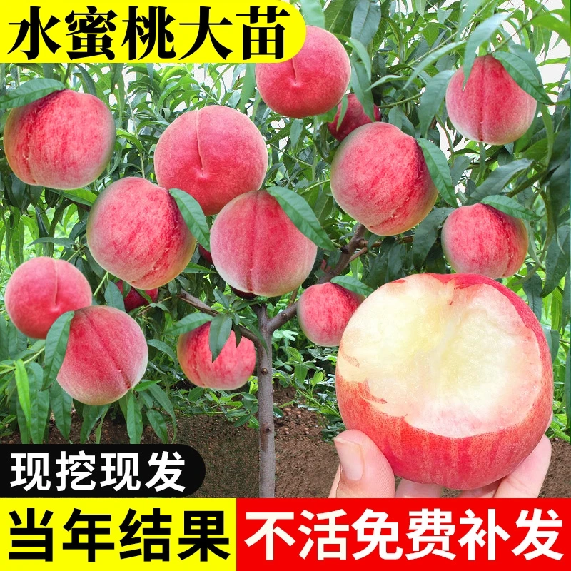 桃树苗嫁接桃树果苗水蜜桃冬桃苗庭院南方北方种植果树苗当年结果