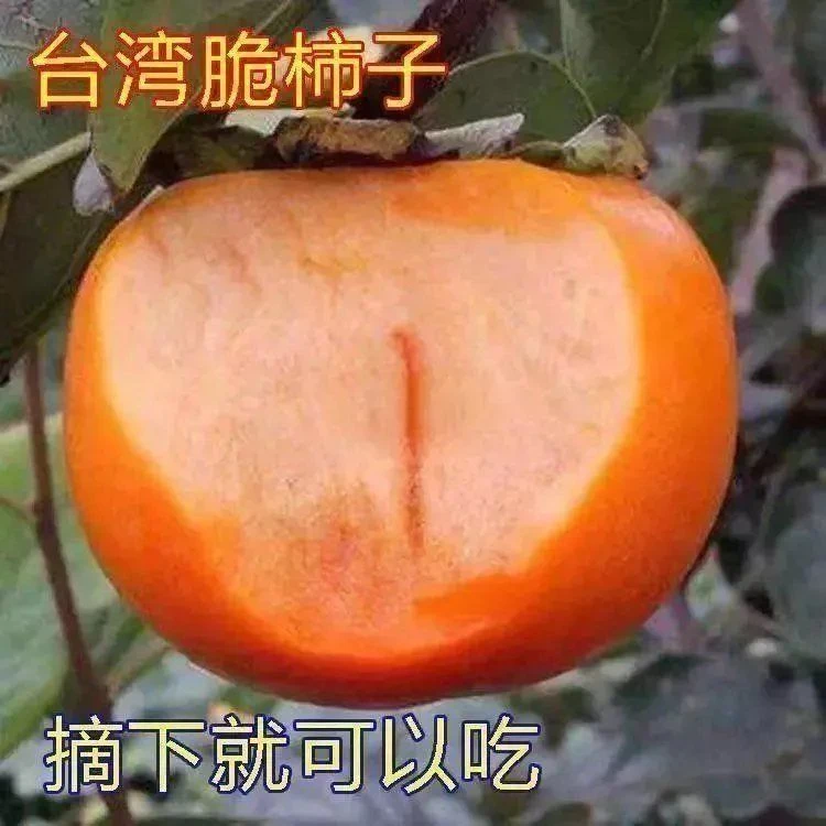 日本甜脆柿子树苗嫁接果树苗南方北方种植当年结果火晶奶油柿子树