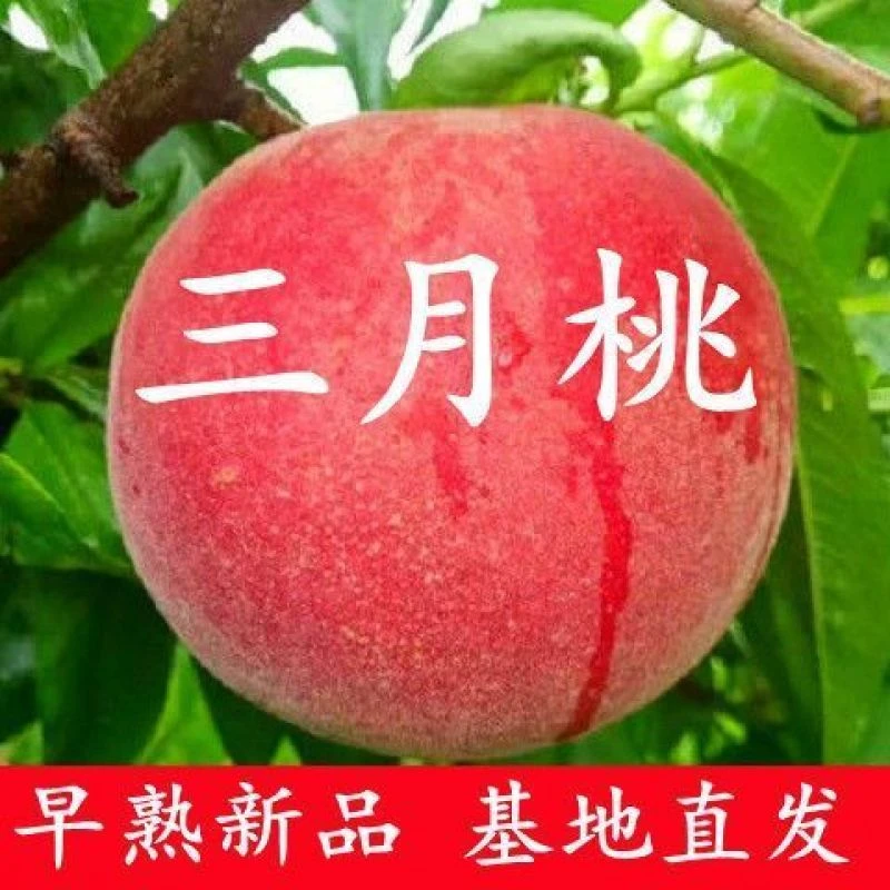 新品种特早熟三月桃树苗嫁接桃树苗南北种植盆栽地栽三月下旬成熟