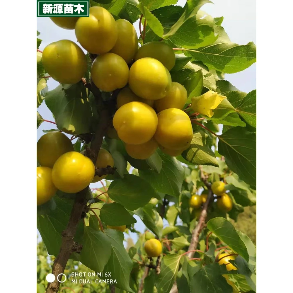 珍珠油杏苗嫁接甜杏子苗金太阳杏树果苗盆栽南方北方种植庭院果树