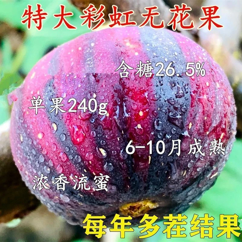 无花果树苗种特大无花果南北方庭院种植盆栽地栽抗寒耐旱当年结果