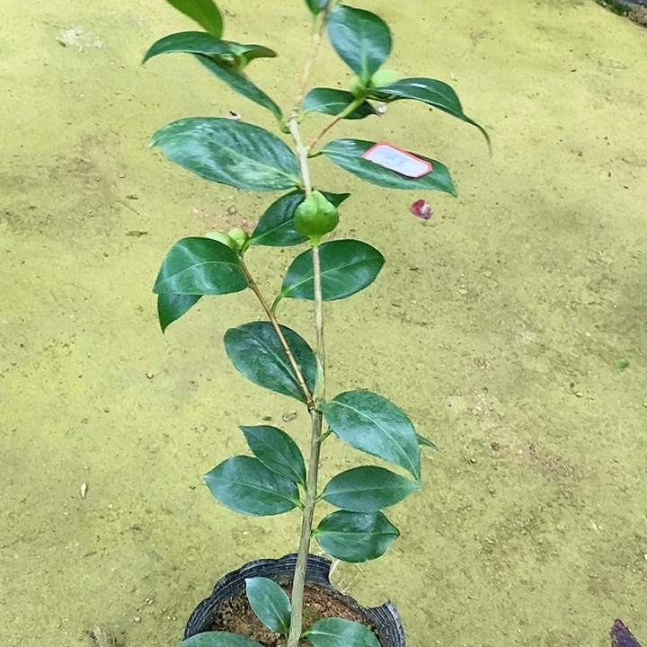 戴氏之歌 一物一拍