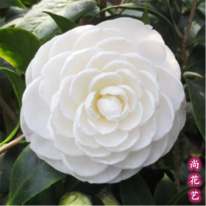 白色茶花东方亮名贵品种易养活花卉室内外阳台绿植净化空气盆栽