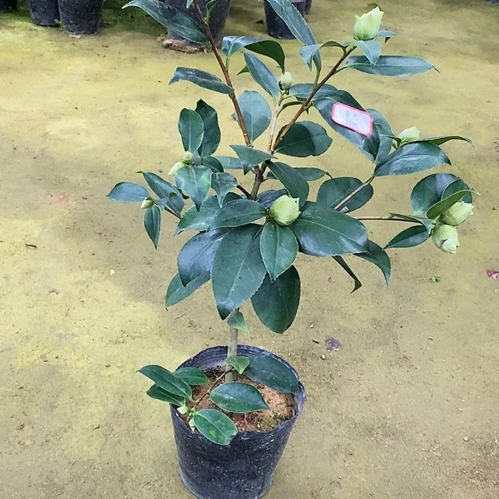 绿可娜 一物一拍