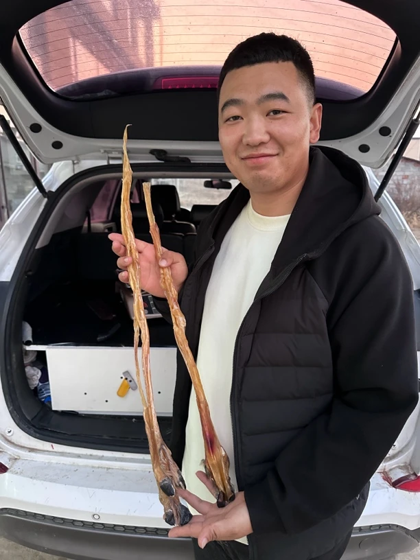 〔推荐〕鹿腿筋整条计重直播间自选（发货以实物为准）梅花鹿产地发出