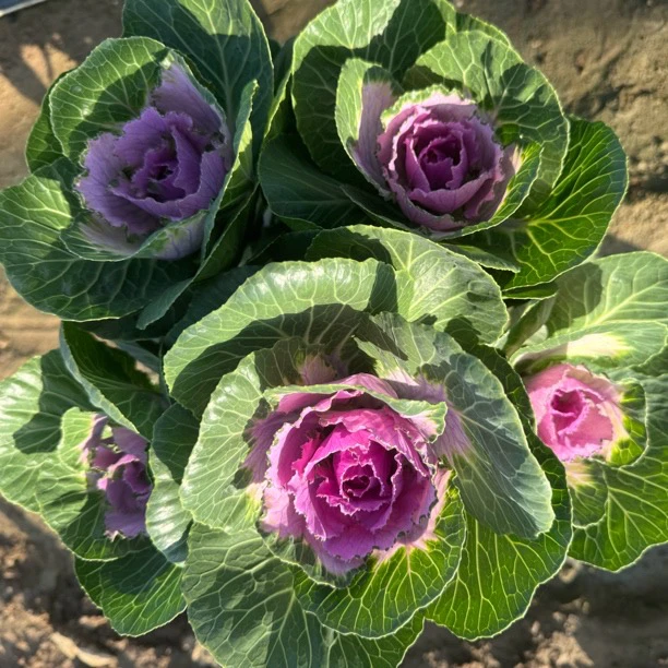 多头玫瑰甘蓝盆栽庭院花卉耐寒耐晒易养好活