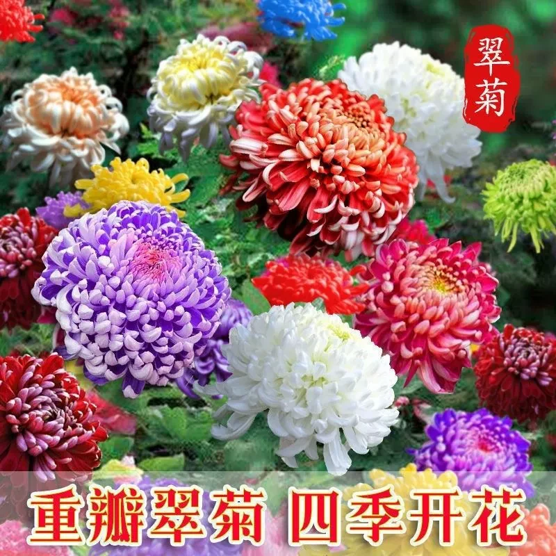 矮翠菊种子室内阳台大花好养花种籽庭院花籽花种籽四季易种开花