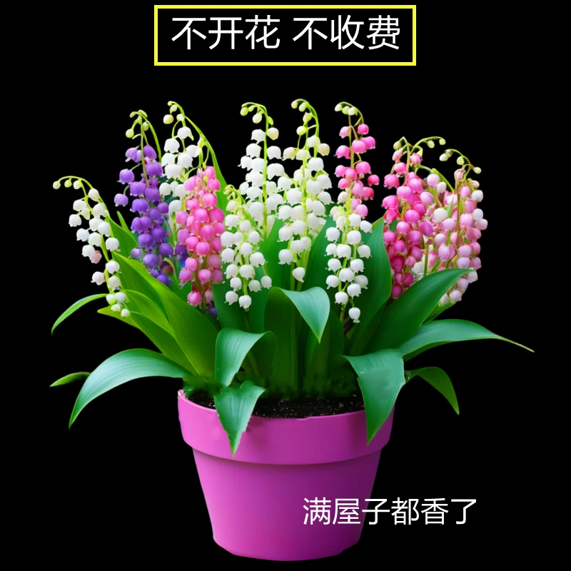 四季开花铃兰花苗带芽浓香型花卉绿植多年生耐寒植物盆栽懒人好养