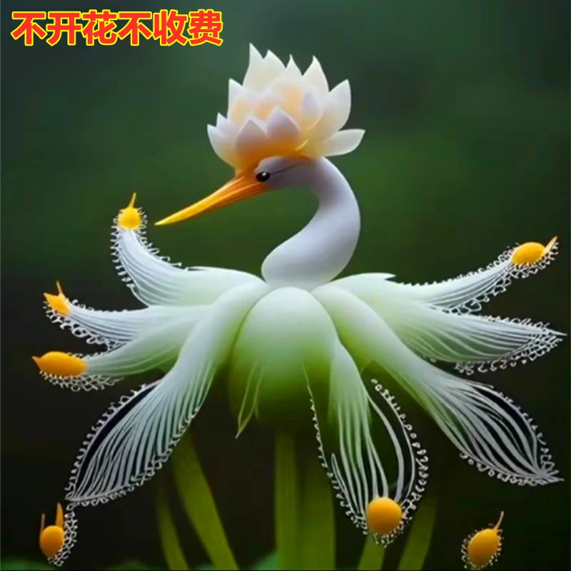 【浓香天鹅兰花】球根盆栽耐寒四季开花室内外阳台水培庭院盆栽花卉