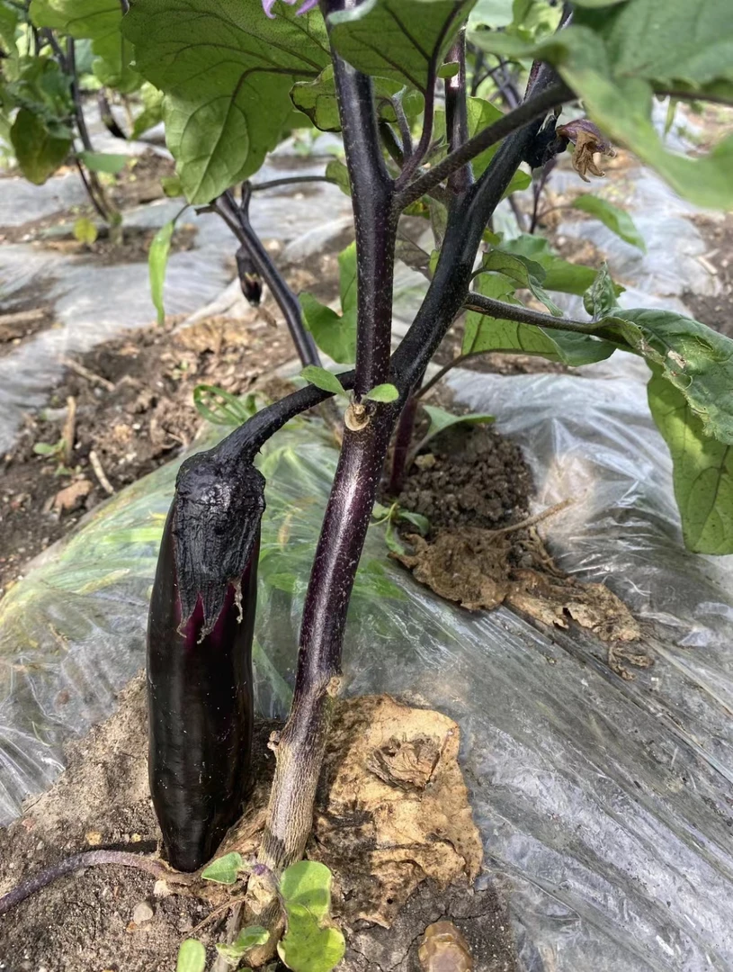 东北小园紫皮茄子蒜茄子酱茄子