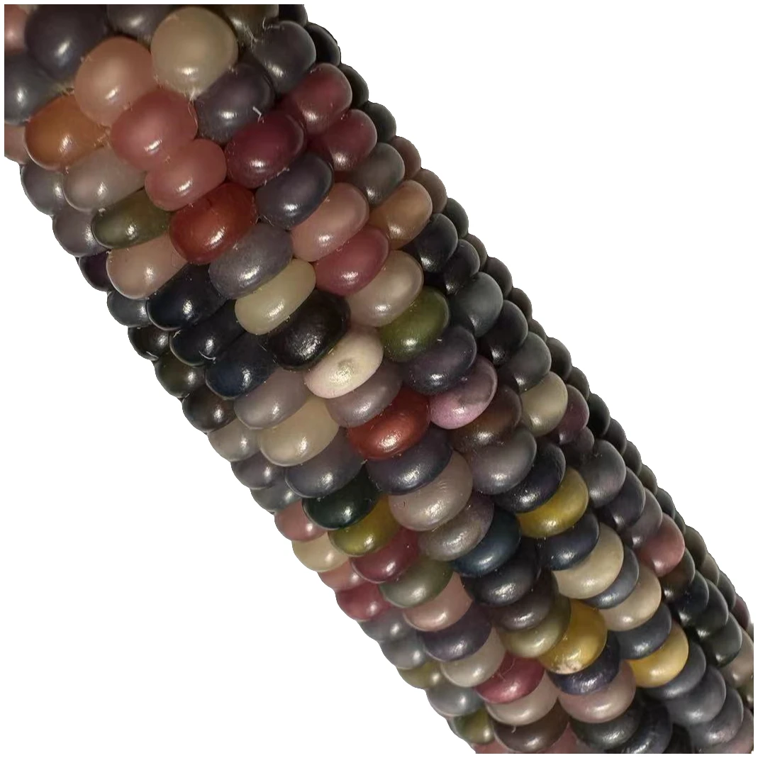 文玩玉米毛料 摆件 一物一拍 直播间下单为准