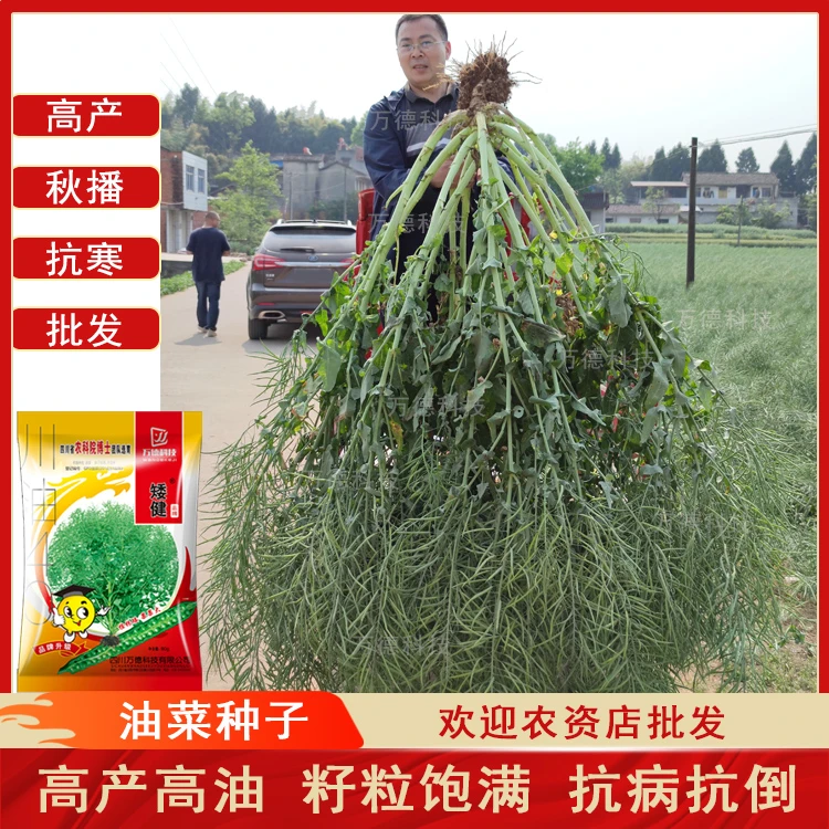 矮健高产油菜种子抗病抗倒抗寒出油率高秋播大田种子厂家批发专用