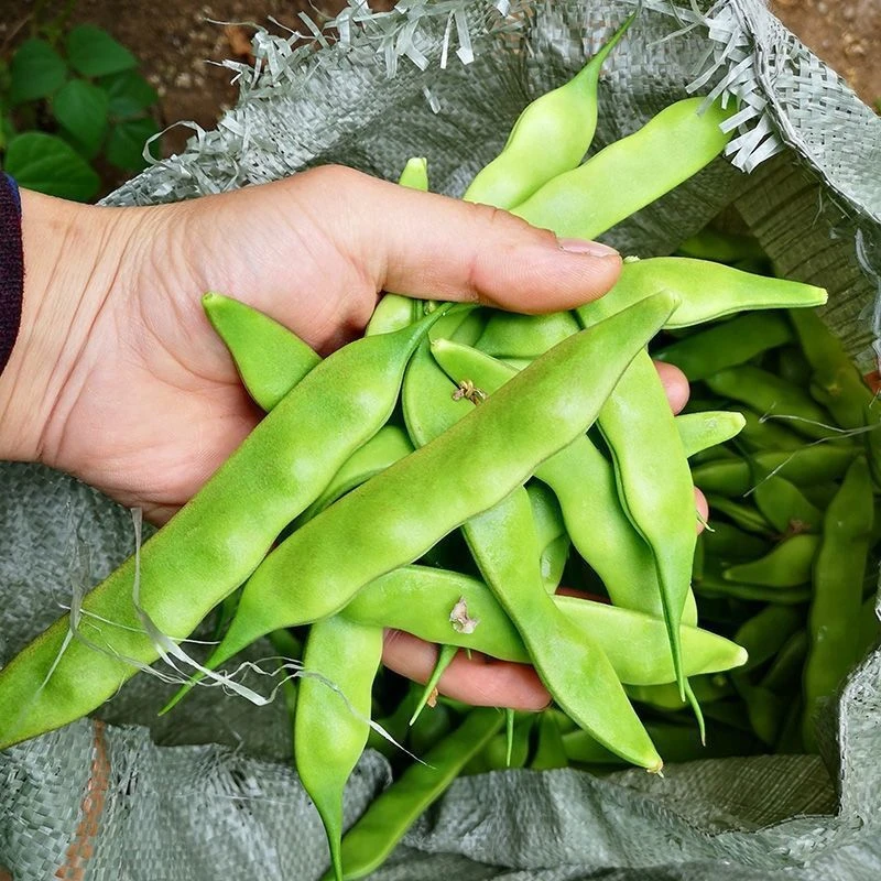 九月青油豆角，一个豆两个豆的，拍2斤发四斤