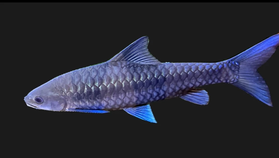 异口新光唇蓝吉罗观赏鱼活体