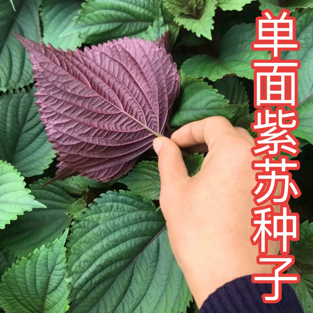 【单面紫苏种子】苏子叶紫苏籽种子包肉吃小院种菜阳台盆栽种植蔬菜