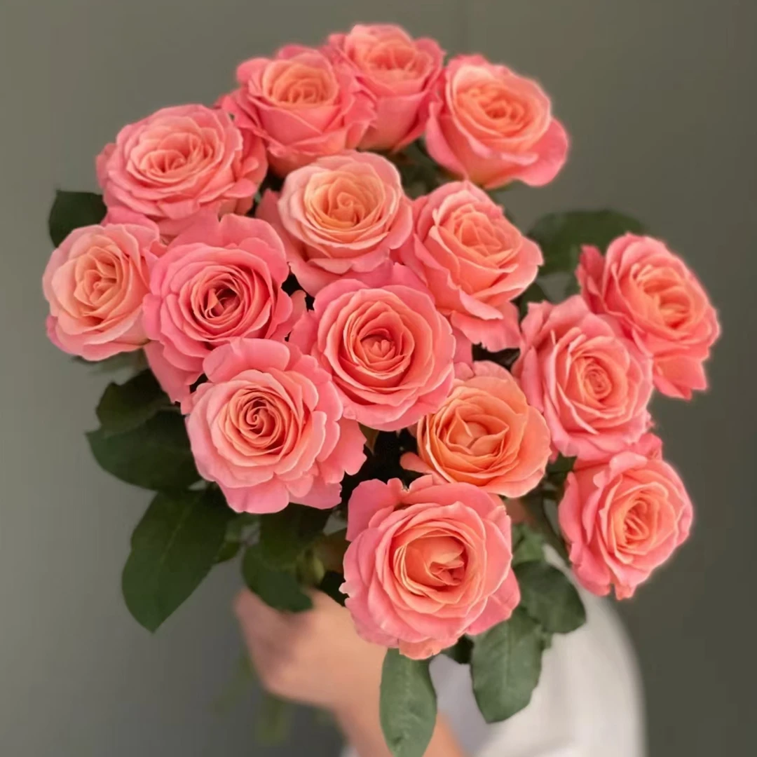 『猪小姐』冬日单头玫瑰 全场任意满两单及以上鲜花 顺丰包邮发货 还送花瓶一个 北方送保温棉发货