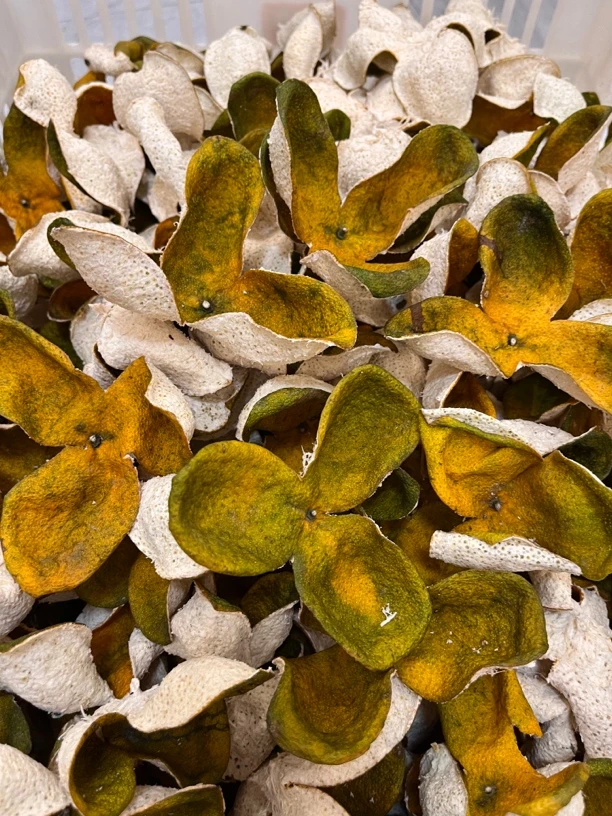 2024年新会陈皮小冈驳枝二红7年树自家果园