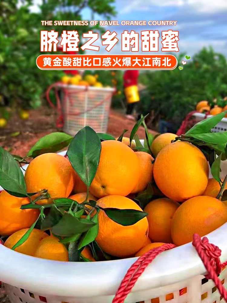 正宗赣南脐橙新鲜应季水果9斤橙子冰糖甜香橙源产地采摘