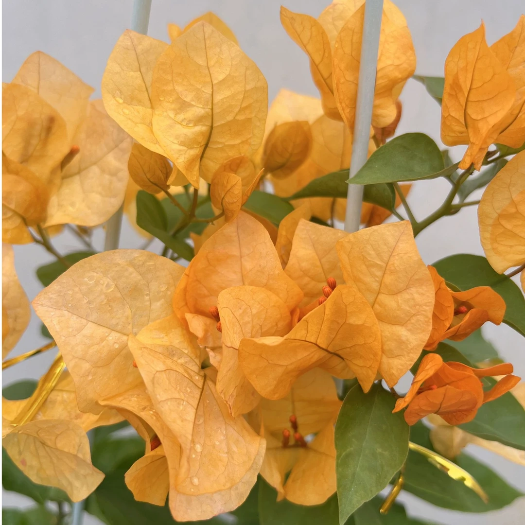 {黄金阿达娜} 嫁接盆苗 爬藤飘枝垂吊