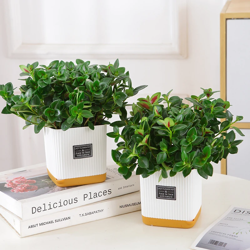 培金鱼吊兰盆栽带花苞发货室内好养耐旱的花卉