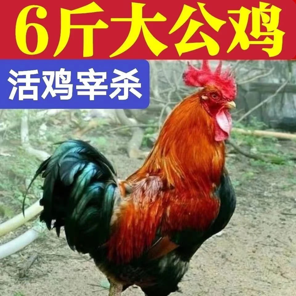 公鸡林场散养大公鸡新鲜宰杀真空保鲜坏了包赔冷链运输净重4.5斤