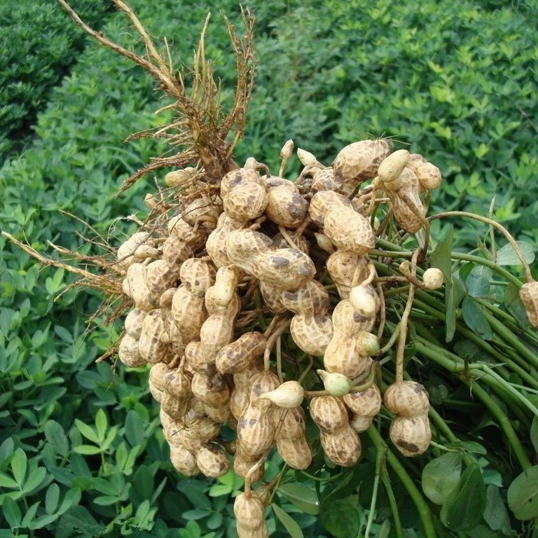 【草帽农业】新鲜带壳湿花生新鲜生花生农家种植