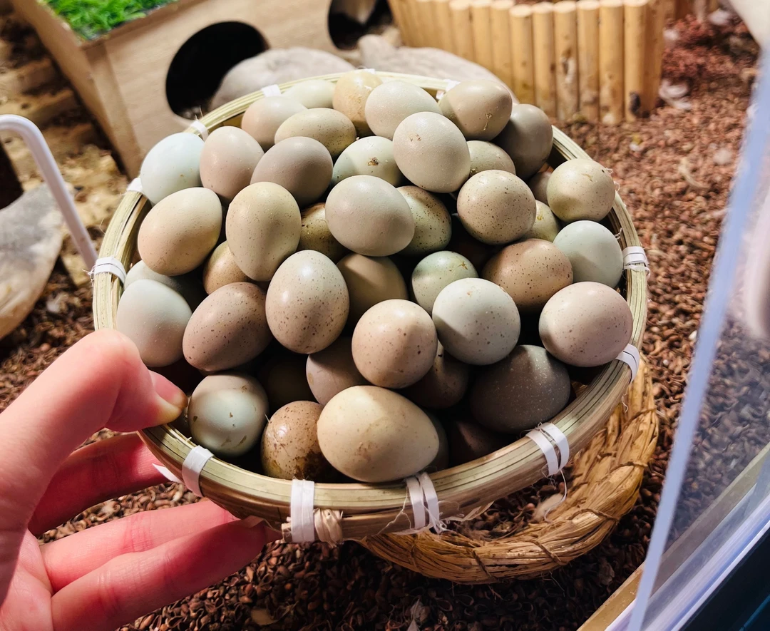 【卷卷丫】芦丁鸡蛋蛋德系含礼服专用木墩墩垫水壶用实木墩墩