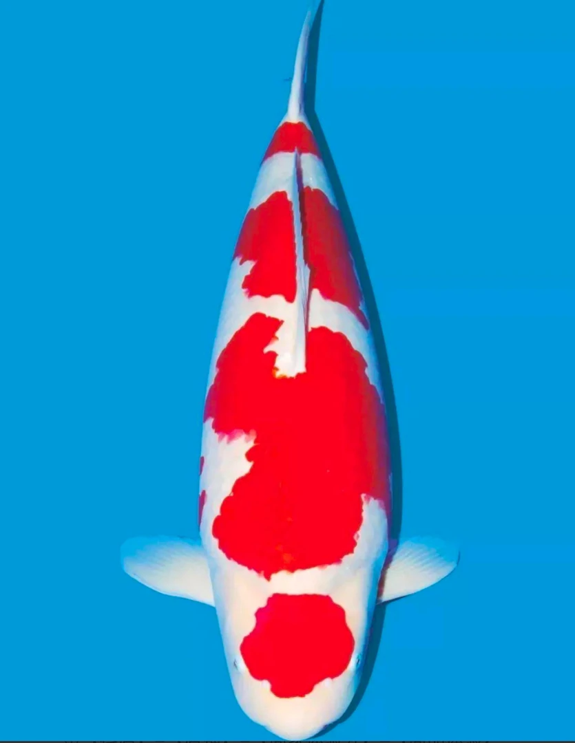 15~18公分精品板井血统红白一条