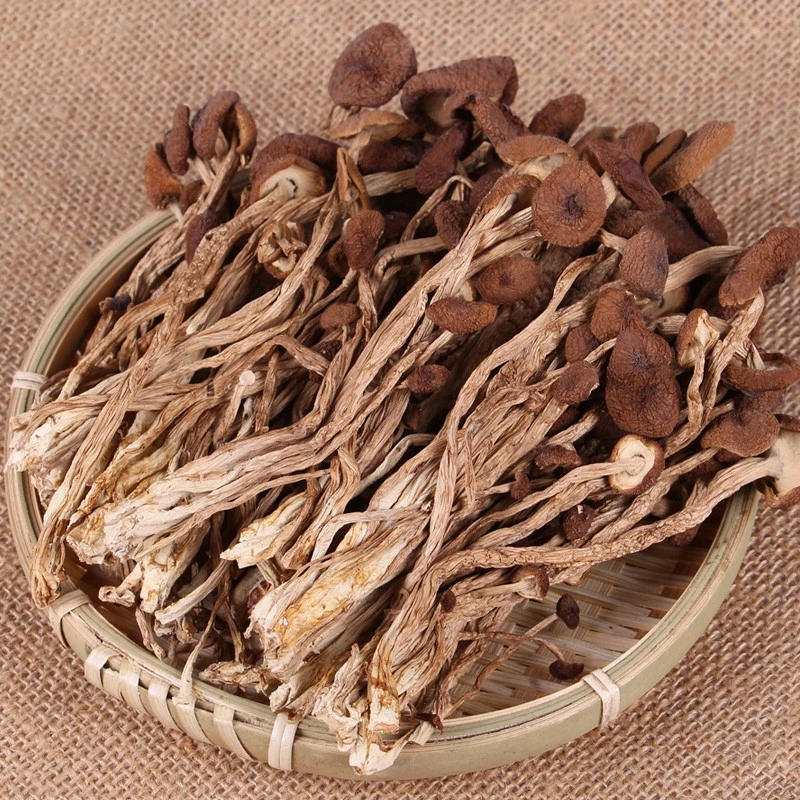 福建天哥农家特产茶树菇不开伞新鲜野生干货500克脆嫩食用