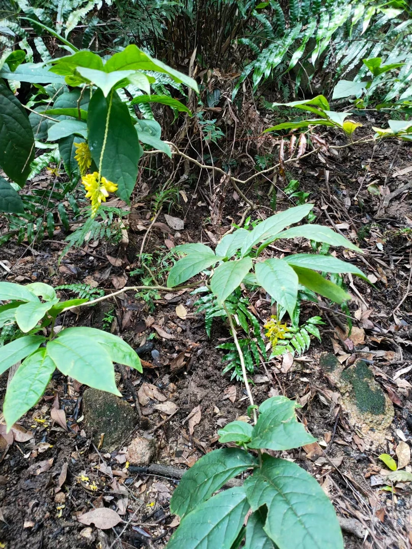 新鲜红叶蒿500克顺丰包邮