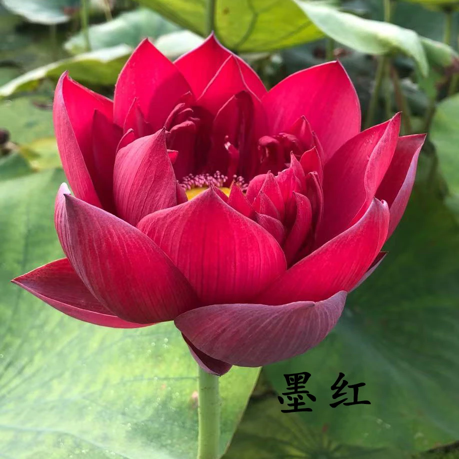 大型 《墨红》 精品观赏荷花