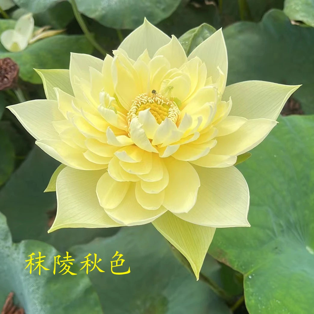 中型《秣陵秋色》 精品观赏荷花