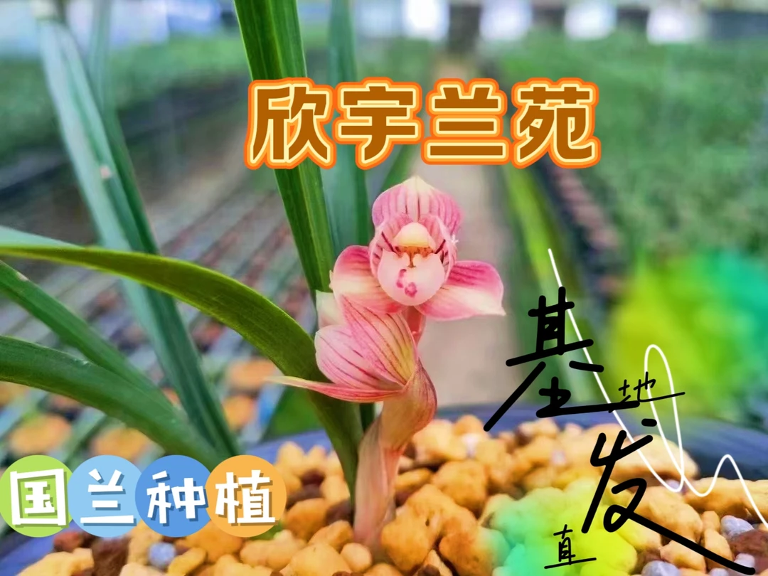 兰花种植基地一物一拍植物栽培秋季美观