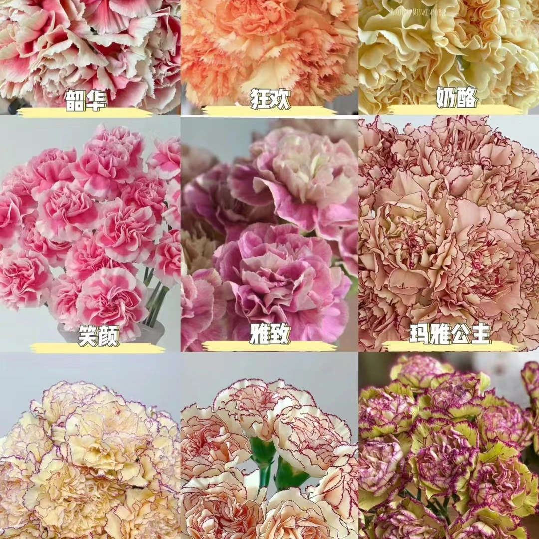【纪念的花】云南草花汇总（0℃以下需拍保温棉）全场每5把一个运费