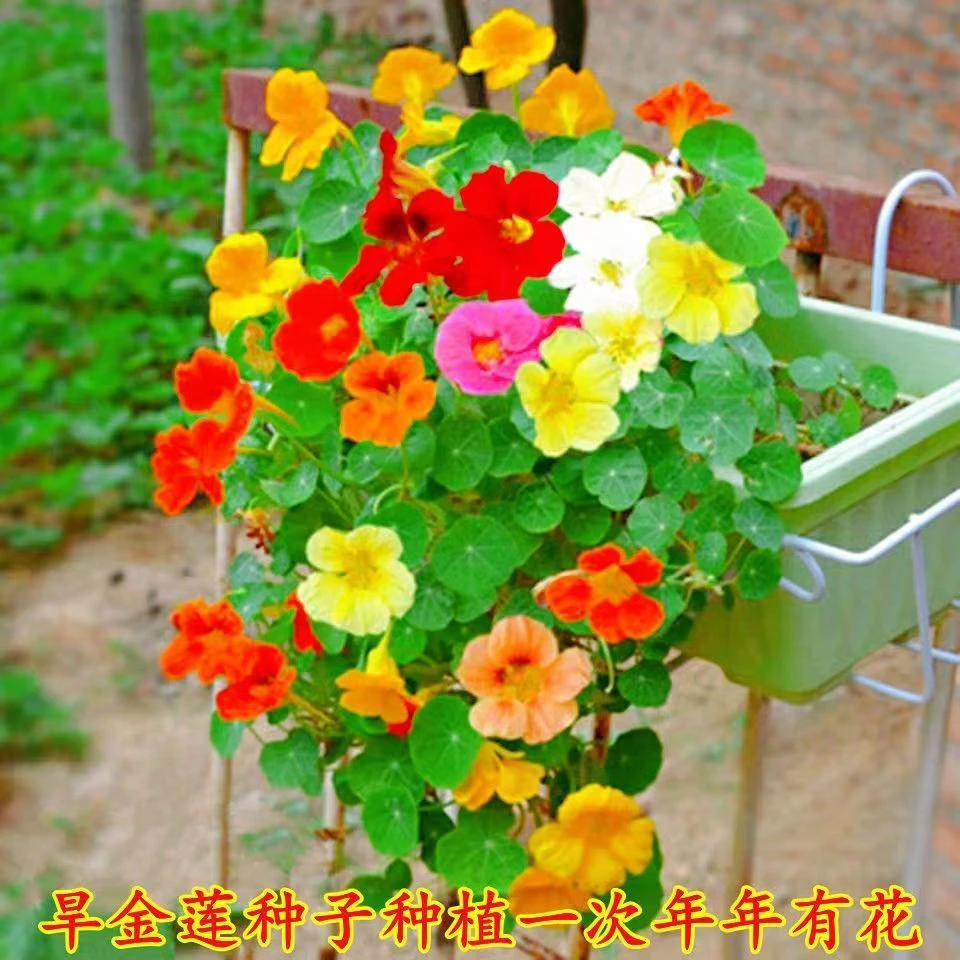 旱金莲种子垂吊爬藤花卉旱荷花种籽子四季种室内庭院盆栽阳台耐热