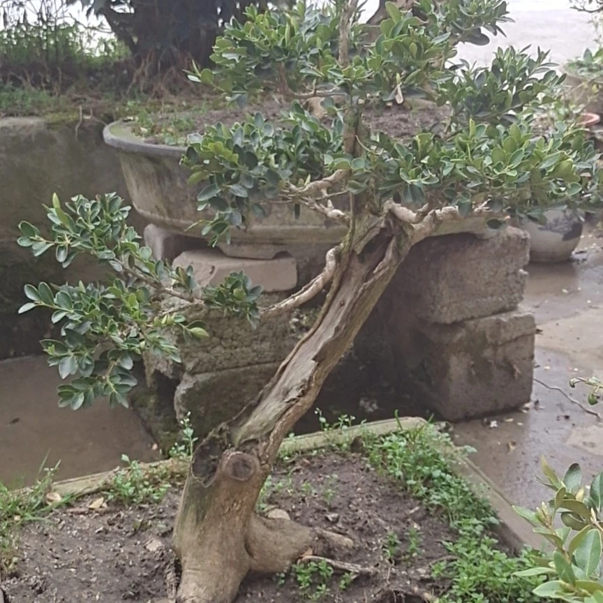 湖北圆小叶黄杨盆景60-888