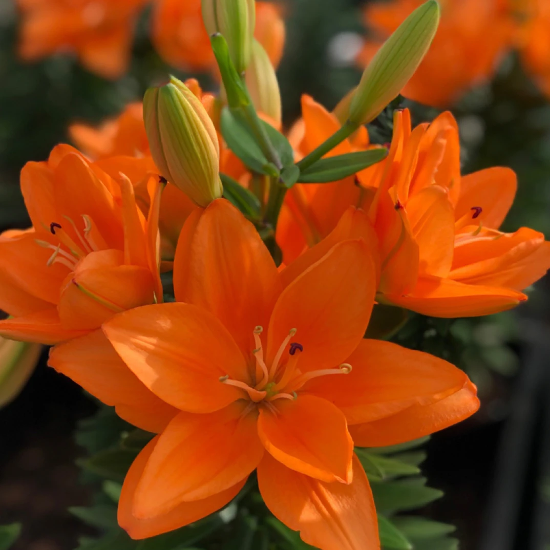 【荷兰宝贝】14/16【0度以下拍保温棉】 矮化LA亚百重瓣百合种球种植