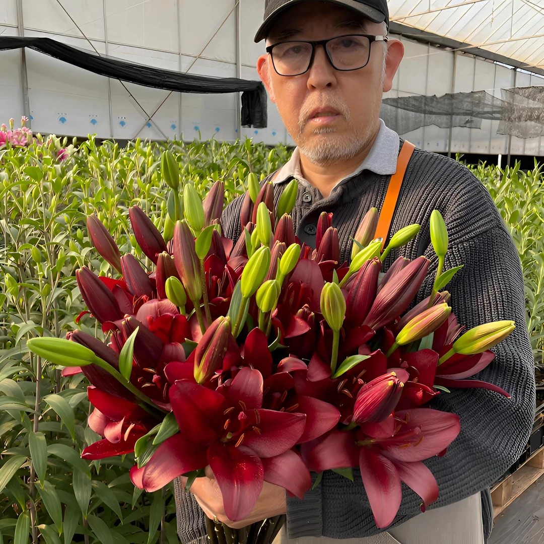 【黑贝克】18/20 亚百百合种球种植云南鲜花进口鲜花种球栽种
