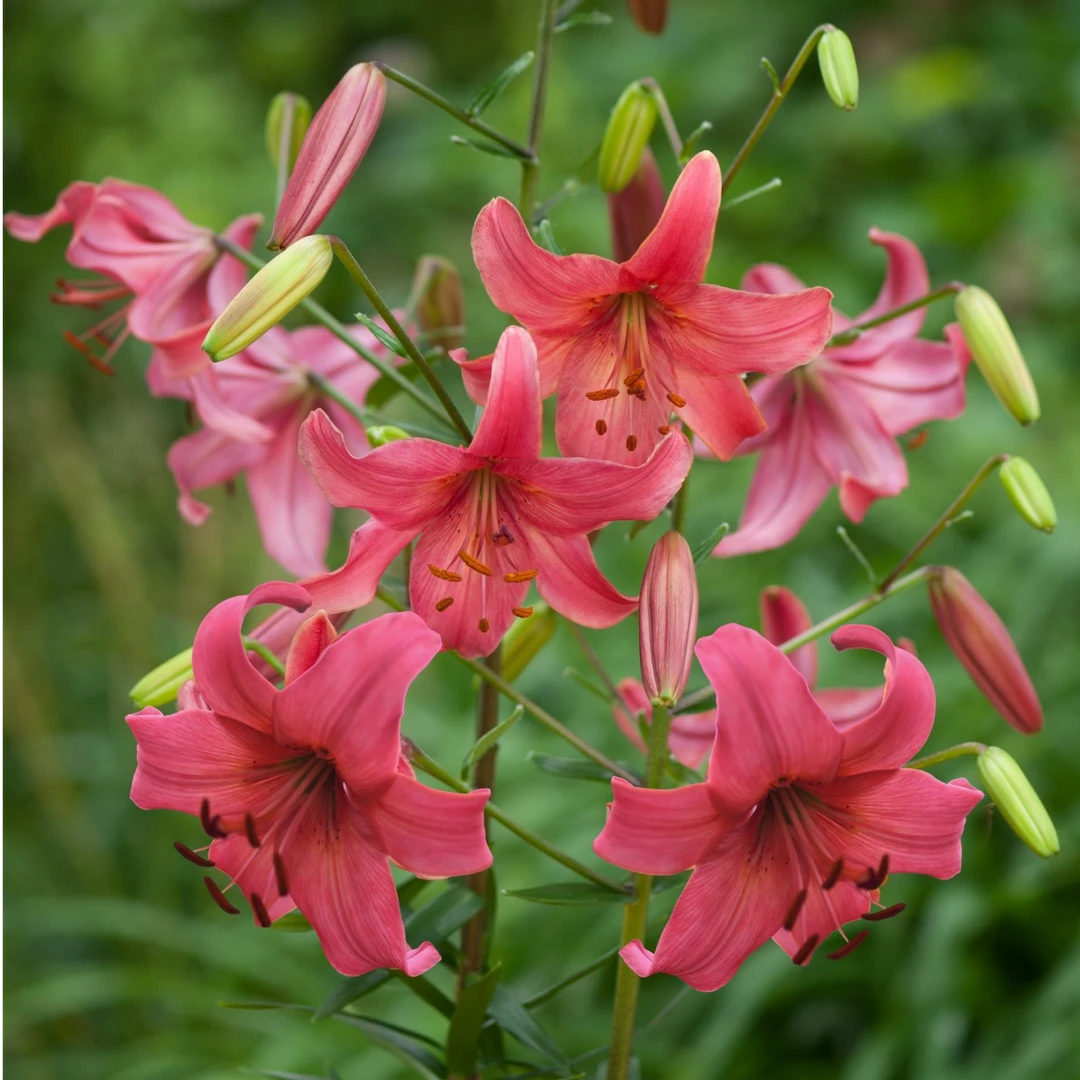 【粉红飞行】16/18 庭院百合种球进口百合种球栽种进口百合种球