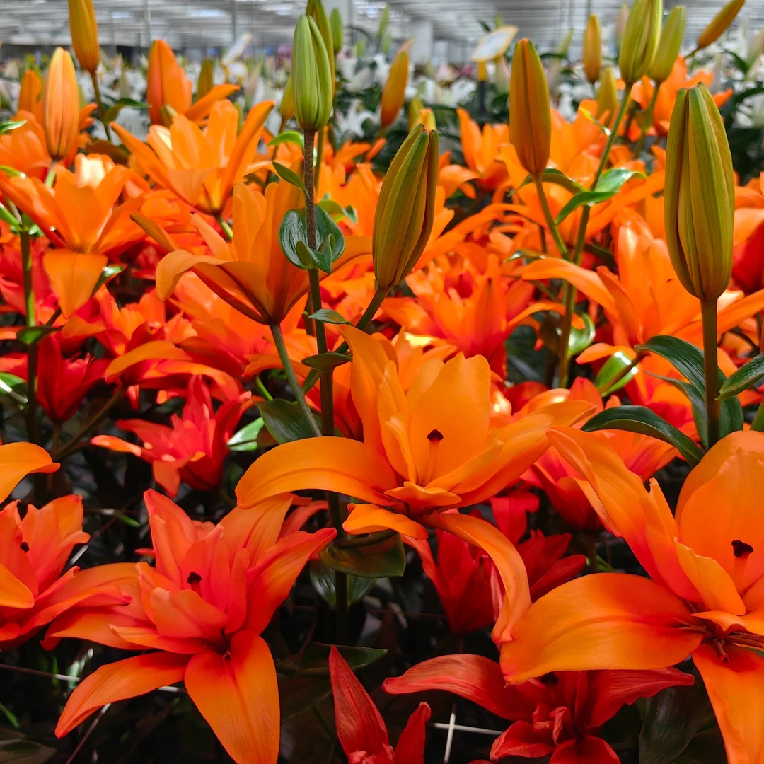 【焦糖/正手拍】16/18 蝴蝶系列小重瓣 LA百合种球进口种球