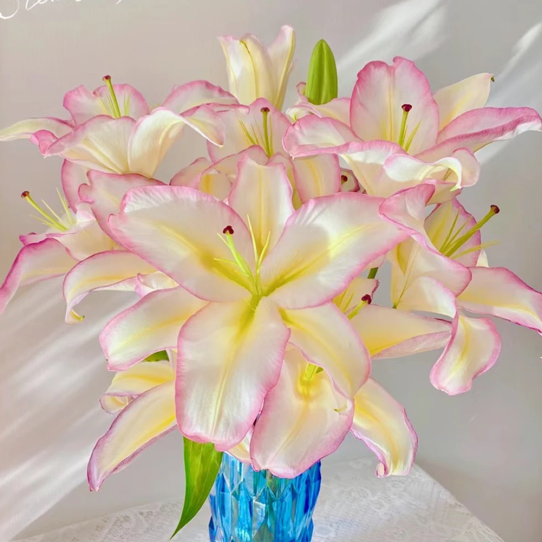 【彩虹】16/18 东方系列香水百合种球种植荷兰进口种球栽种鲜花种球