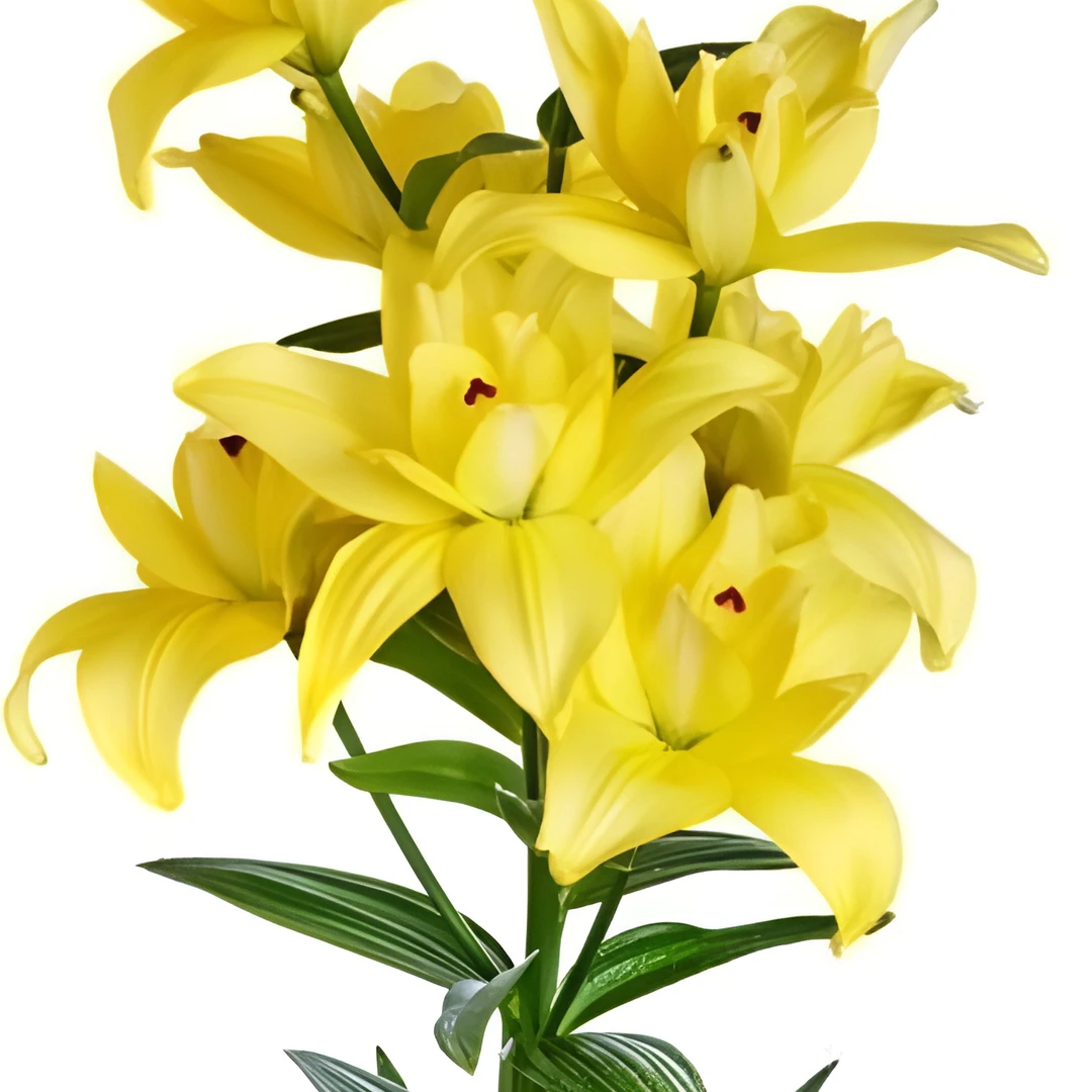 【金辉】斜线球 18/20 LA亚百百合种球种植荷兰进口云南鲜花