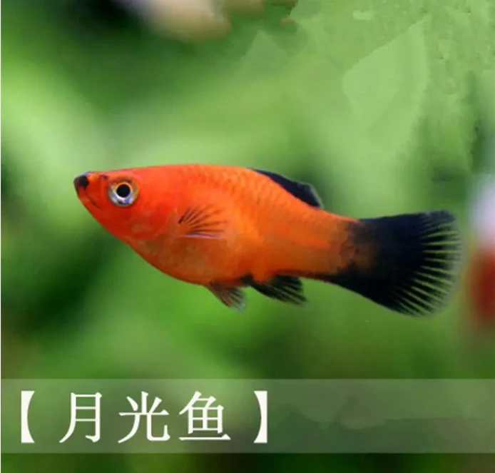 黑尾月光鱼精品热带小型观赏鱼新手好养耐活鱼活体发货