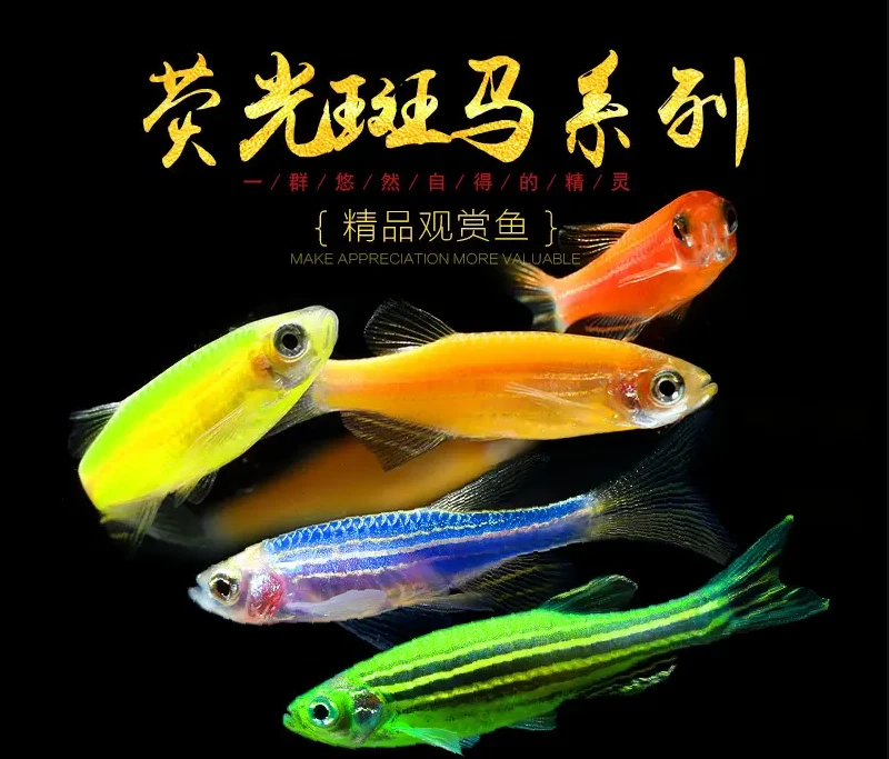 斑马热带鱼观赏鱼精品小型鱼新手好养皮实好养活体发货精品