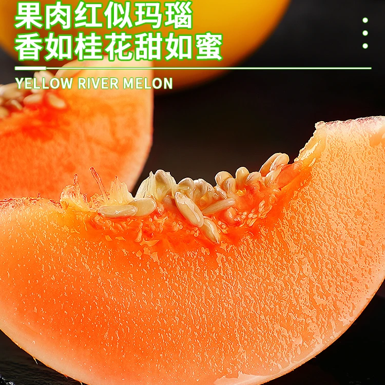 【黄河蜜瓜】民勤蜜瓜美味清甜多汁可口4.5斤-7斤坏果包赔产地直发
