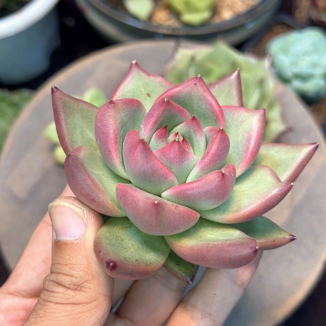 贝拉，多肉植物组合