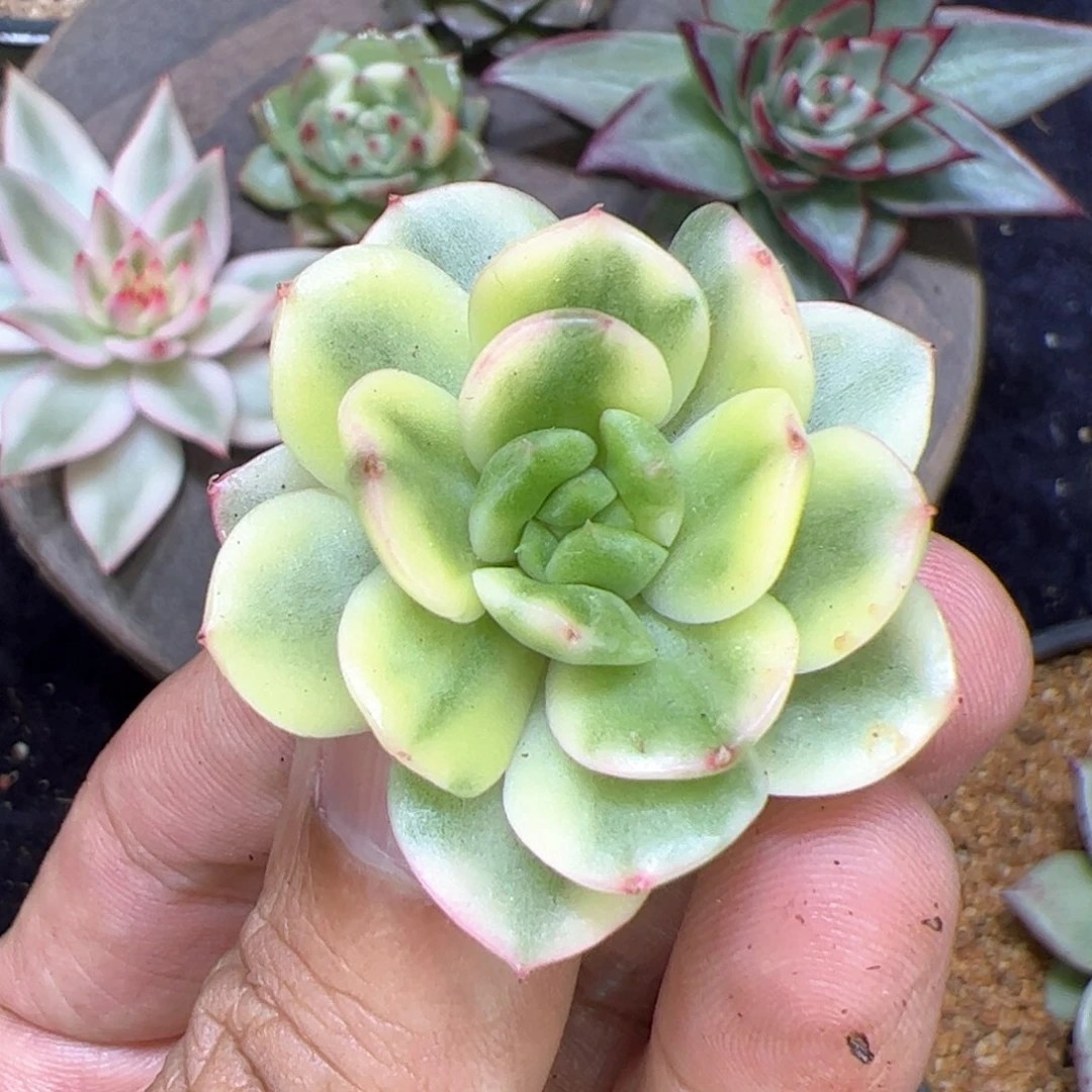 个体锦，多肉植物