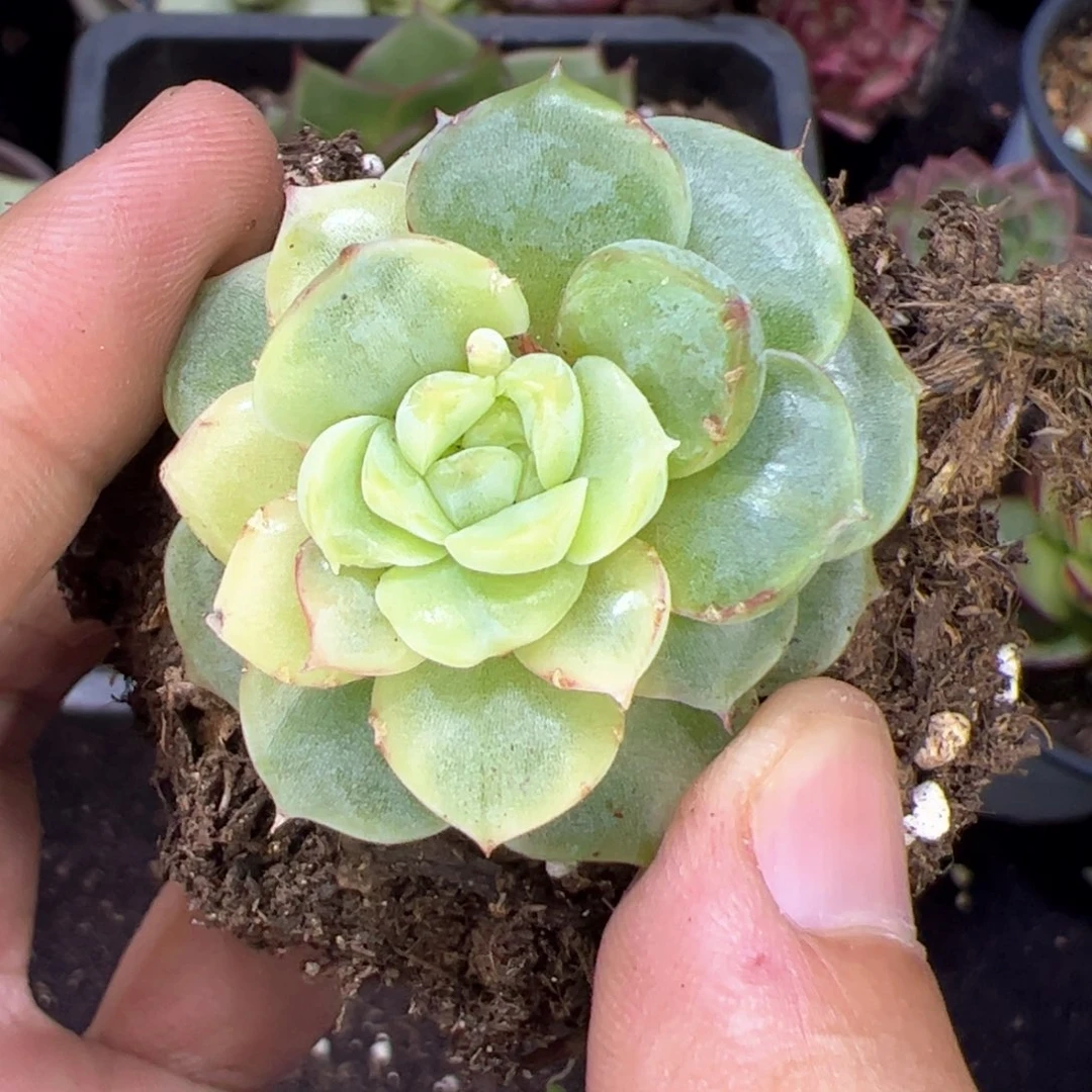 个体不知名，多肉植物