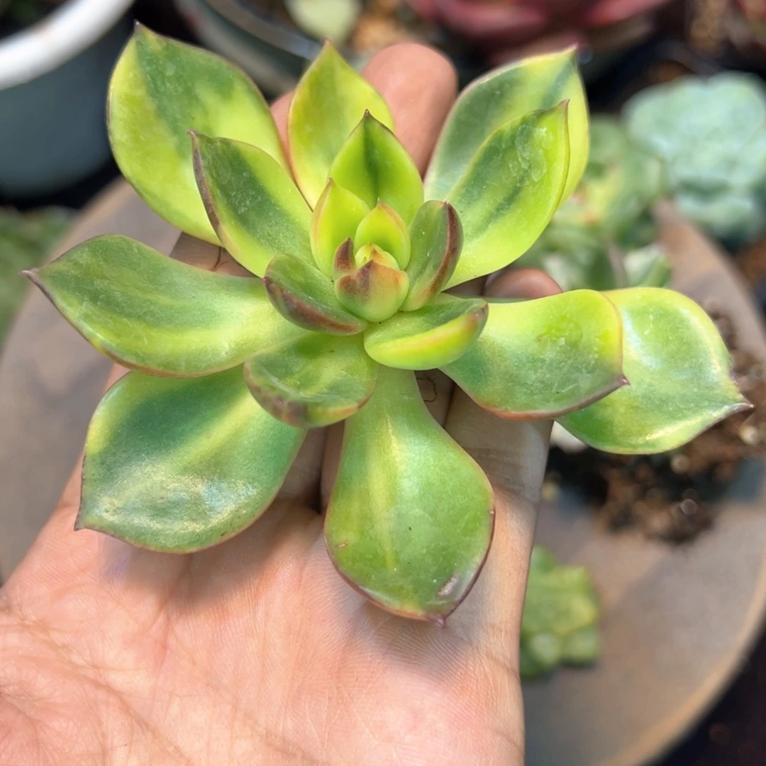 彩锦，多肉植物组合
