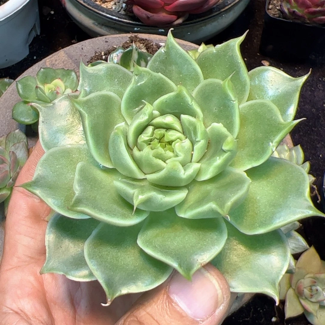 多肉植物，多肉植物